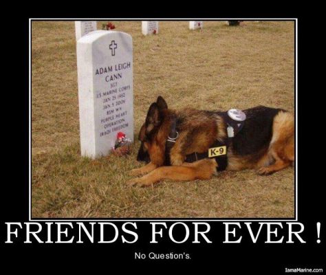 k9 AT aRLINGTON